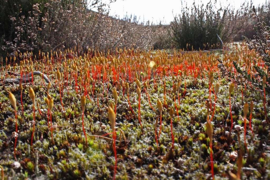 Image of Polytrichum moss