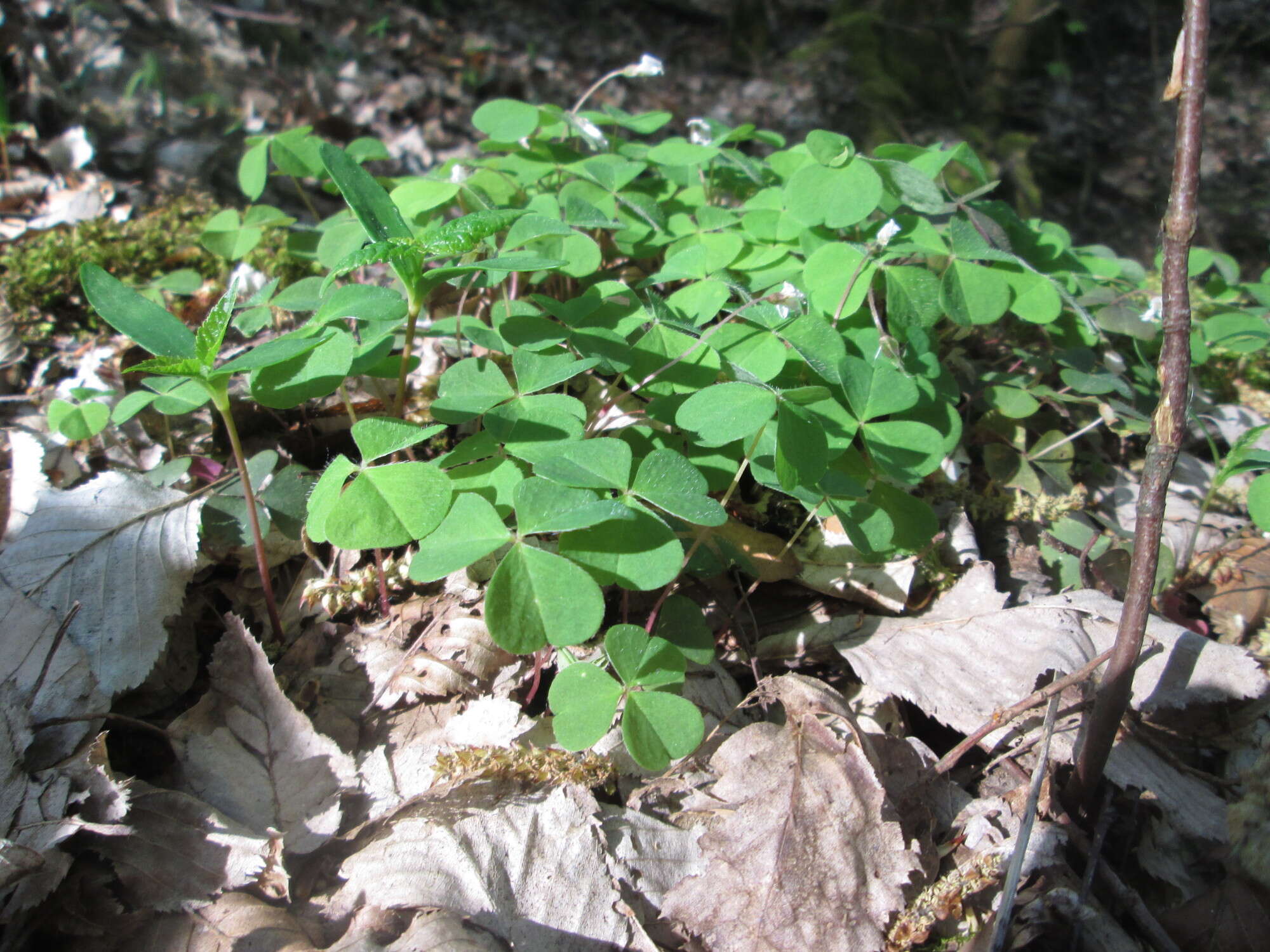 Imagem de Oxalis acetosella L.