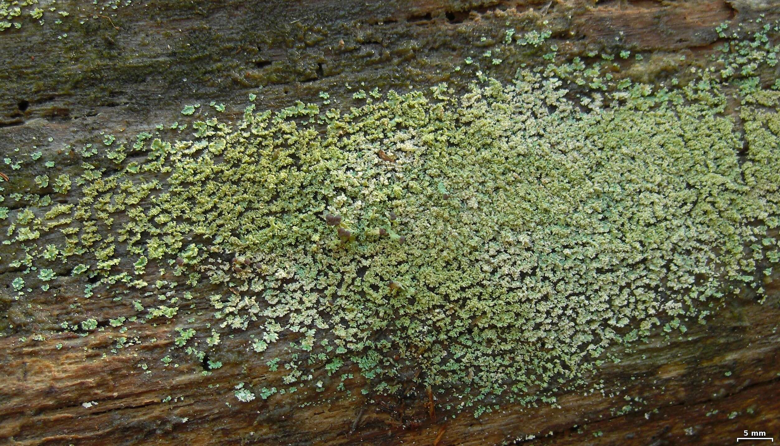 Plancia ëd Cladonia parasitica (Hoffm.) Hoffm.