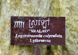 Image of Lagerstroemia calyculata Kurz