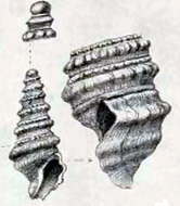 Image of Drillia suxdorfi Strebel 1905