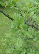 Слика од Crataegus rhipidophylla Gand.