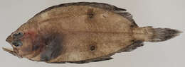 Image of Hippoglossina