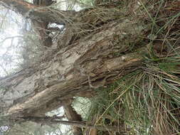 Image of Melaleuca trichostachya Lindl.