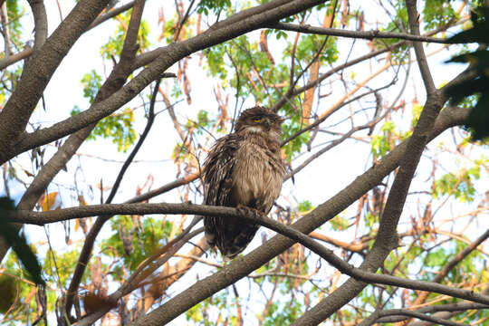 Image of Brown Fish Owl