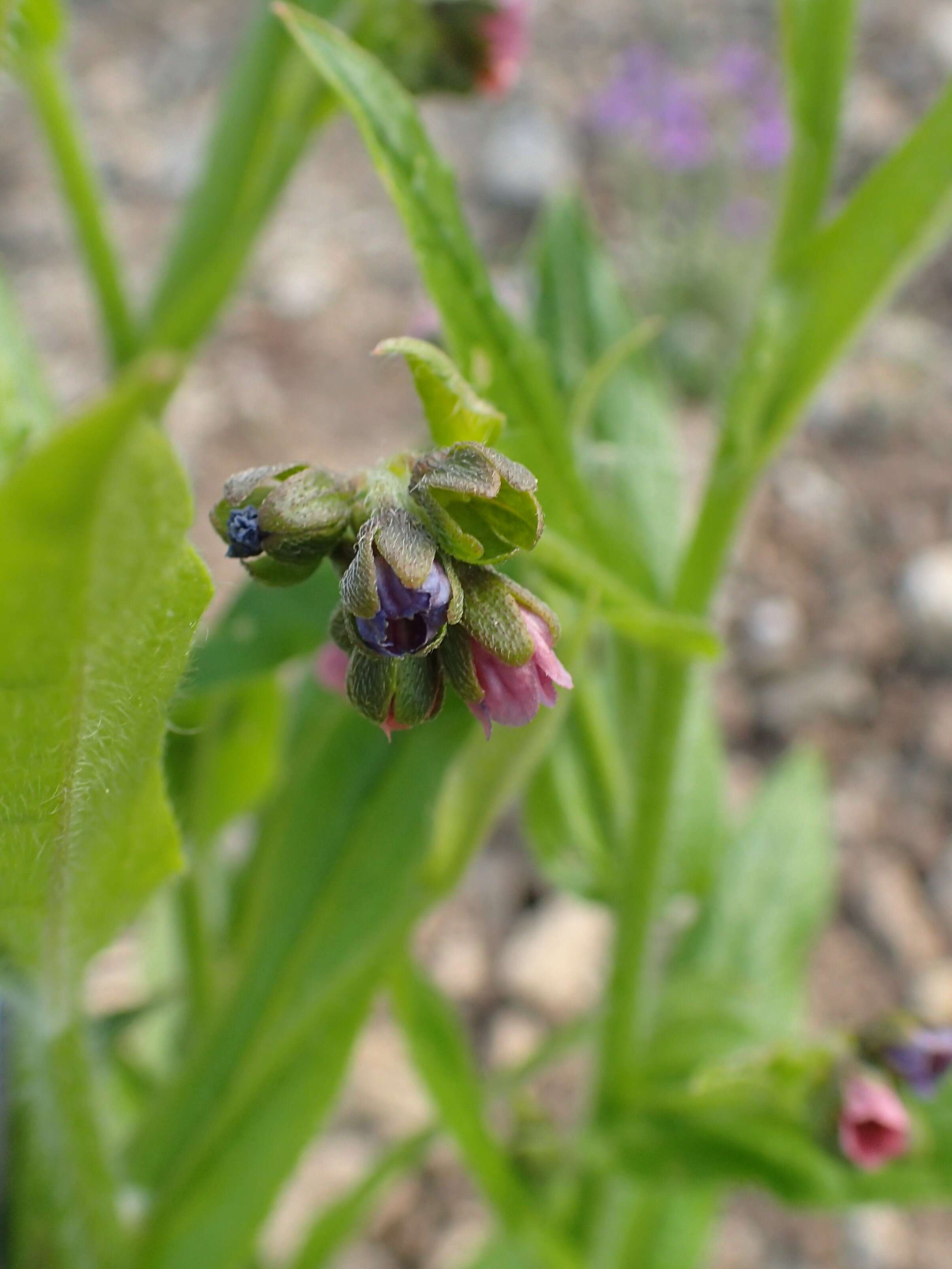 Image of Green Hound's-tongue