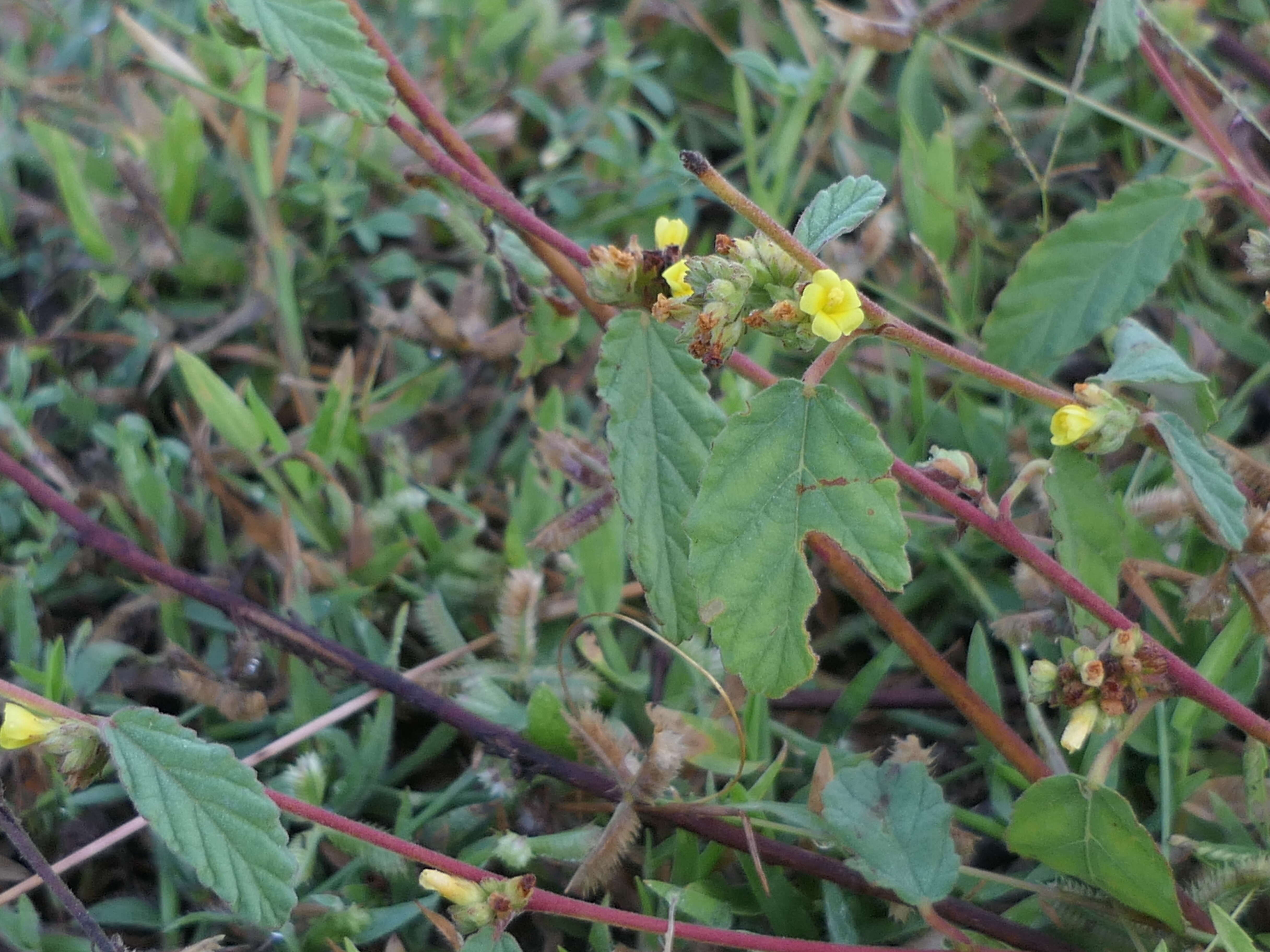 Imagem de Waltheria indica L.