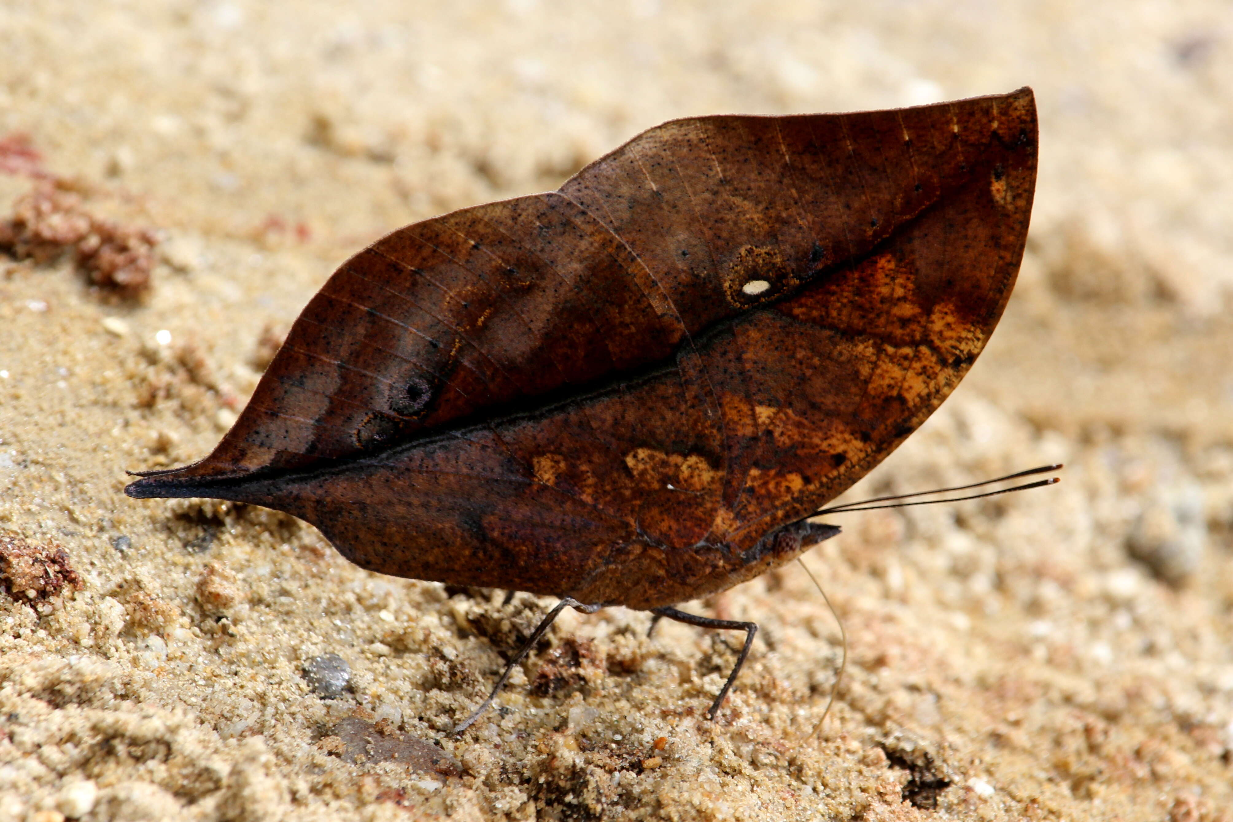 Kallima inachus Boisduval 1836 resmi