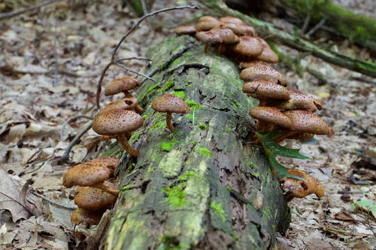 Pholiota squarrosa (Vahl) P. Kumm. 1871 resmi