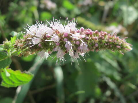 Imagem de Mentha longifolia (L.) Huds.