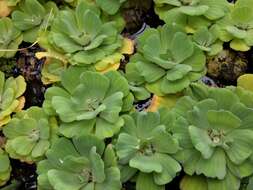 Image of pistia