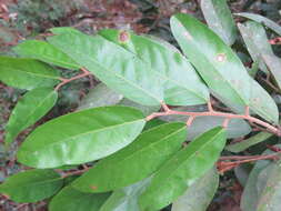 Image of Hopea ponga (Dennst.) D. J. Mabberley