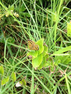 Image de Lycaena rauparaha (Fereday 1877)