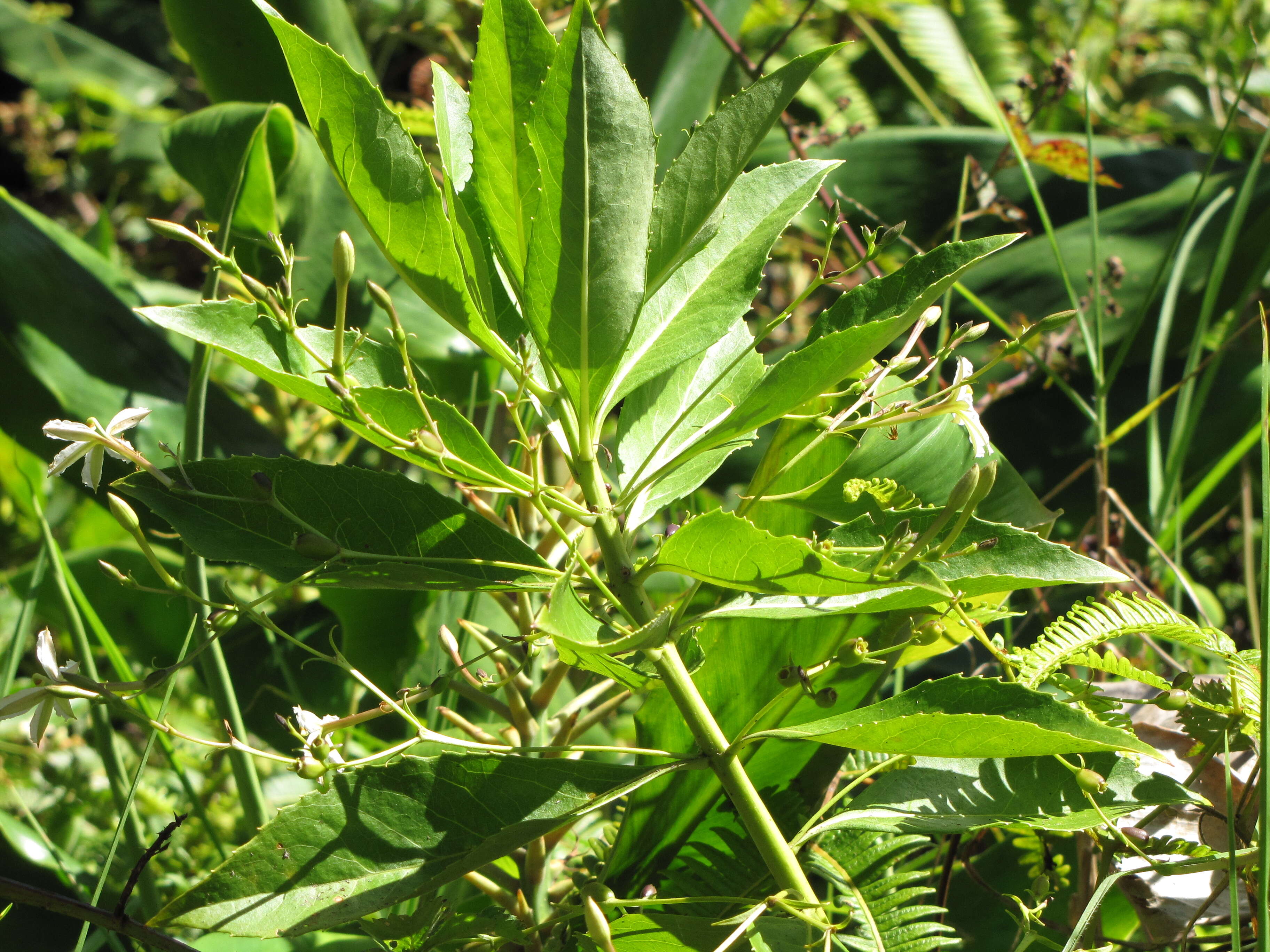 Imagem de Scaevola chamissoniana Gaud.