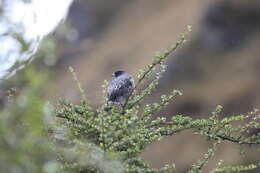 Image of Crested Cotingas