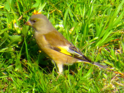 Image of Grey-capped Greenfinch