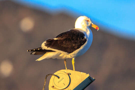 Image of Kelp Gull