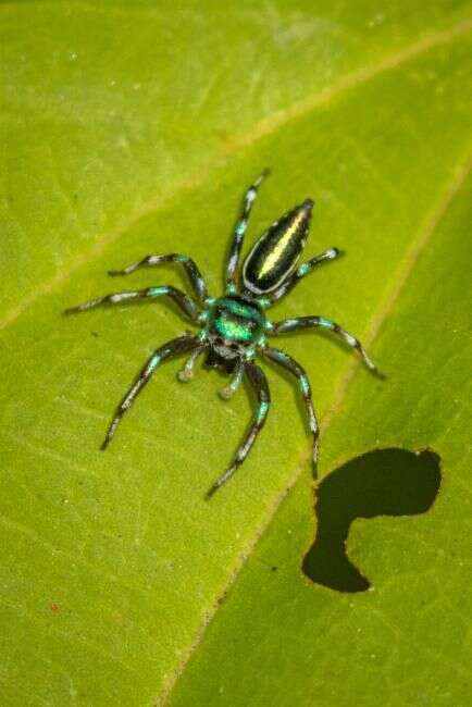 Image of Cosmophasis micans (L. Koch 1880)