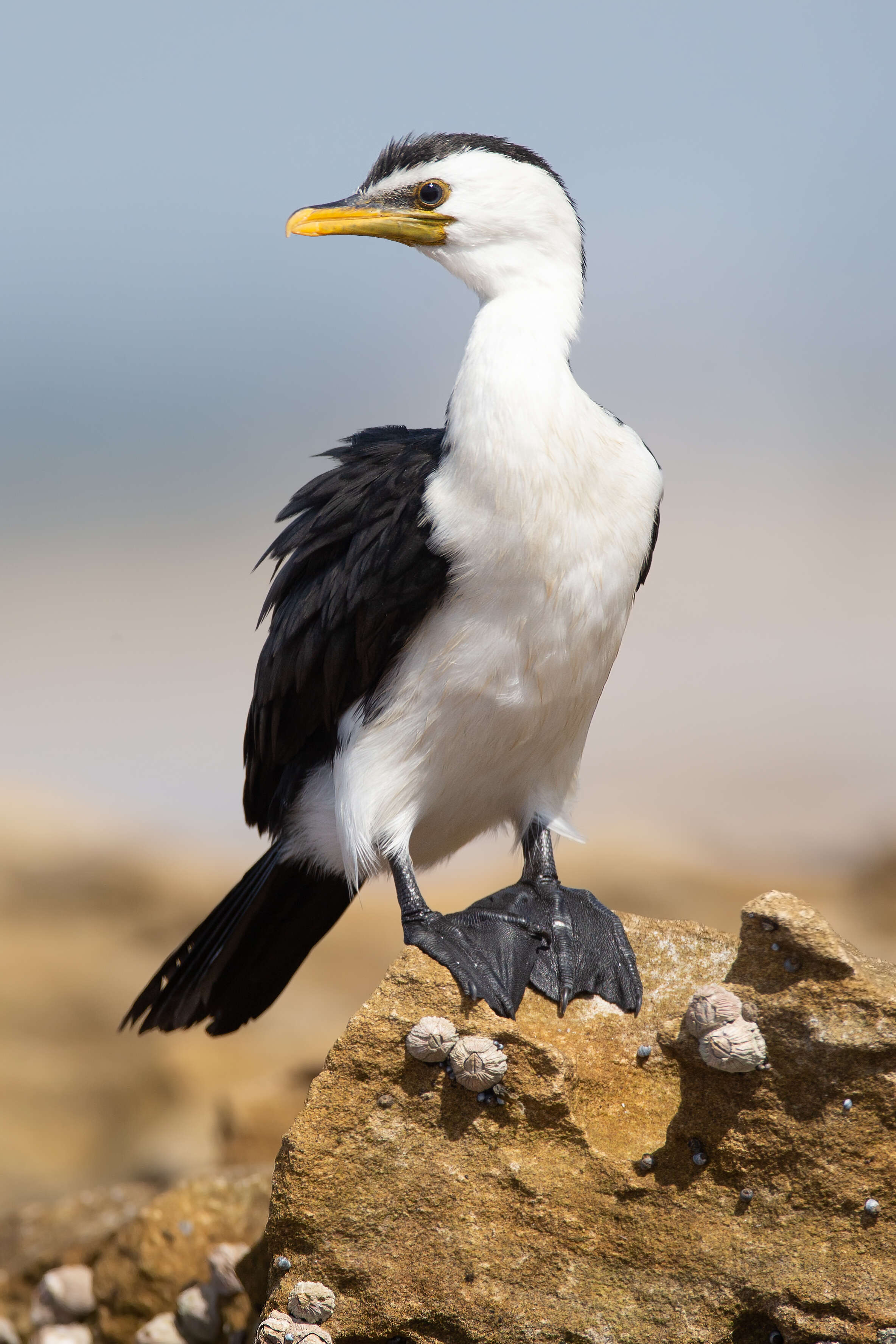 Image of Little Pied Cormorant