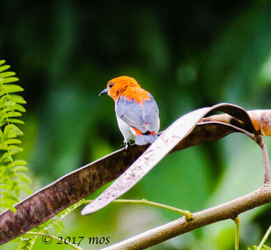 Image of Scarlet-headed Flowerpecker