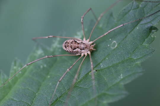 Image of Daddy longleg