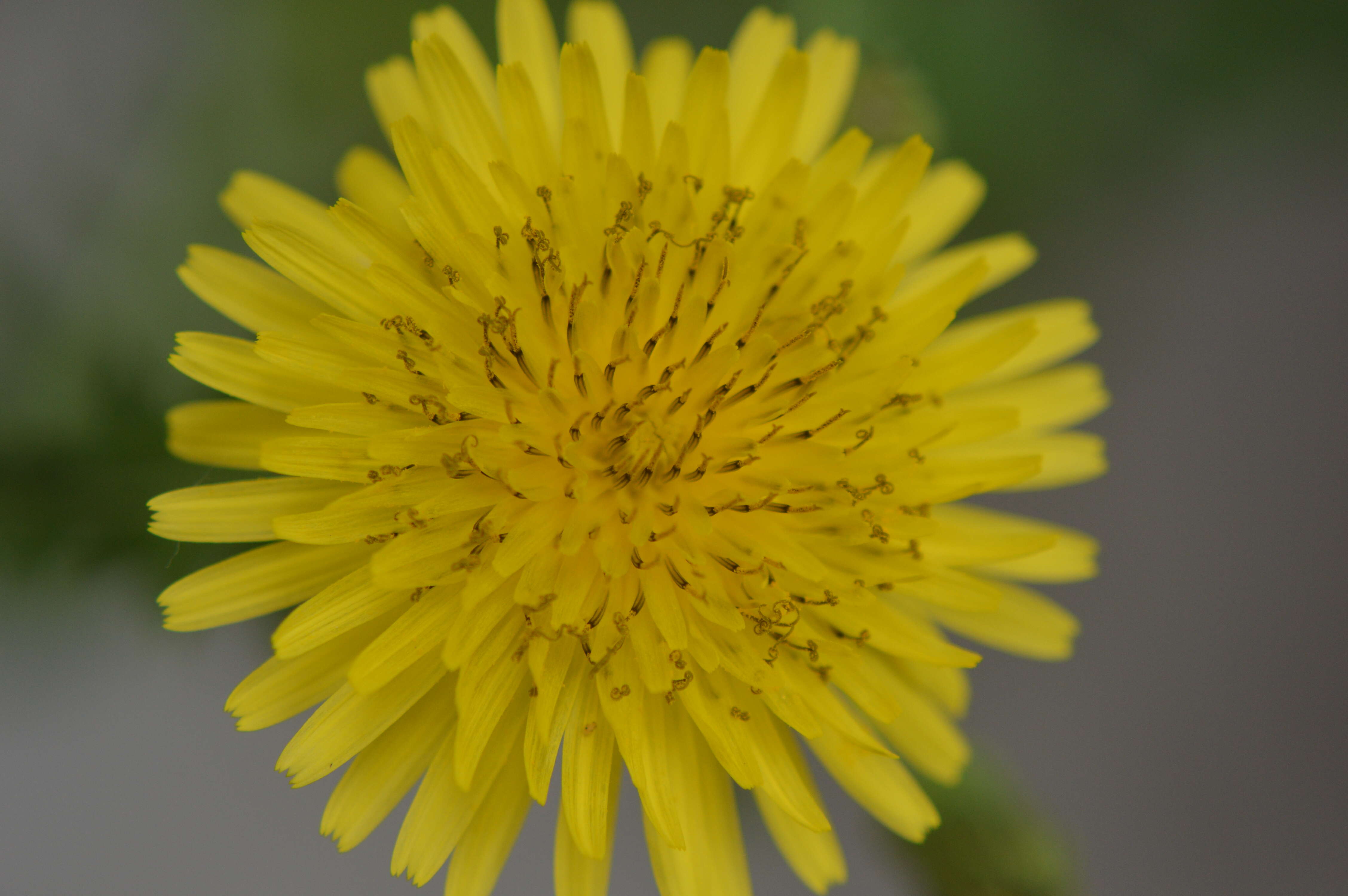 Plancia ëd Sonchus arvensis L.