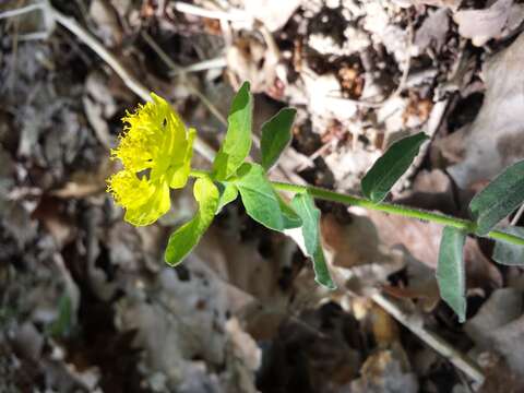 Image of cushion spurge