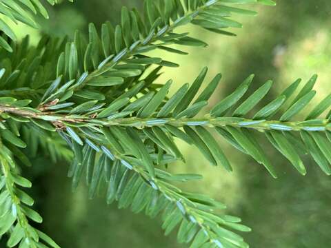 Image of eastern hemlock