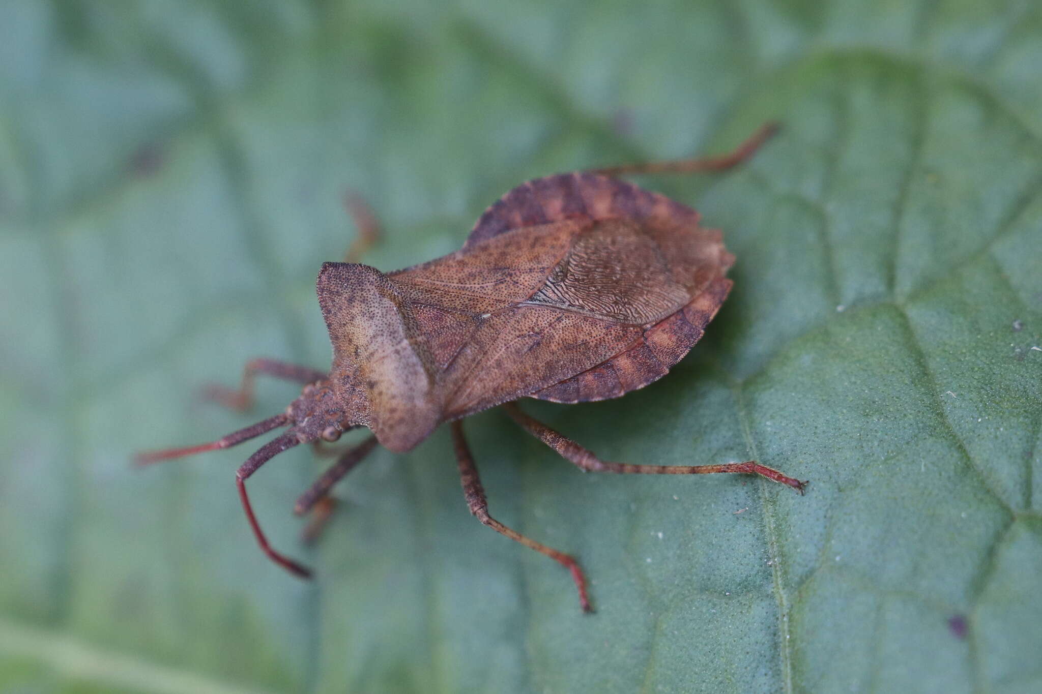 Image of Coreus