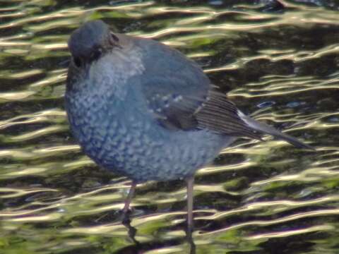 Image of Plumbeous Water Redstart