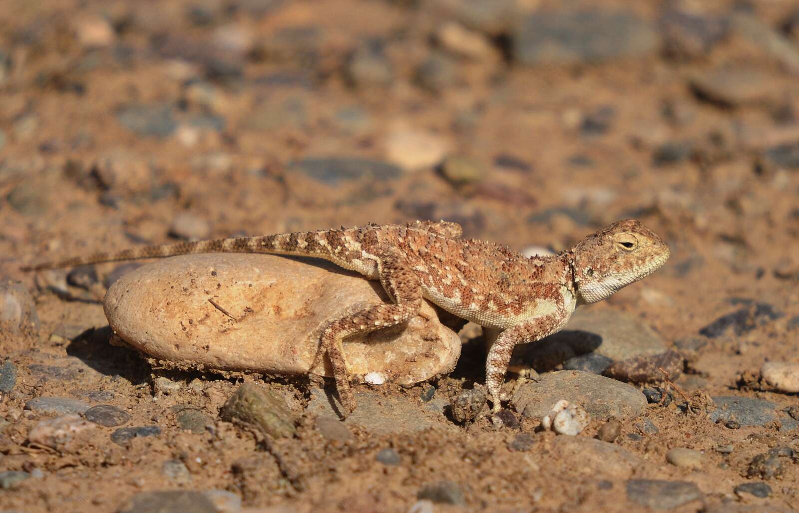 Plancia ëd Trapelus sanguinolentus (Pallas 1814)