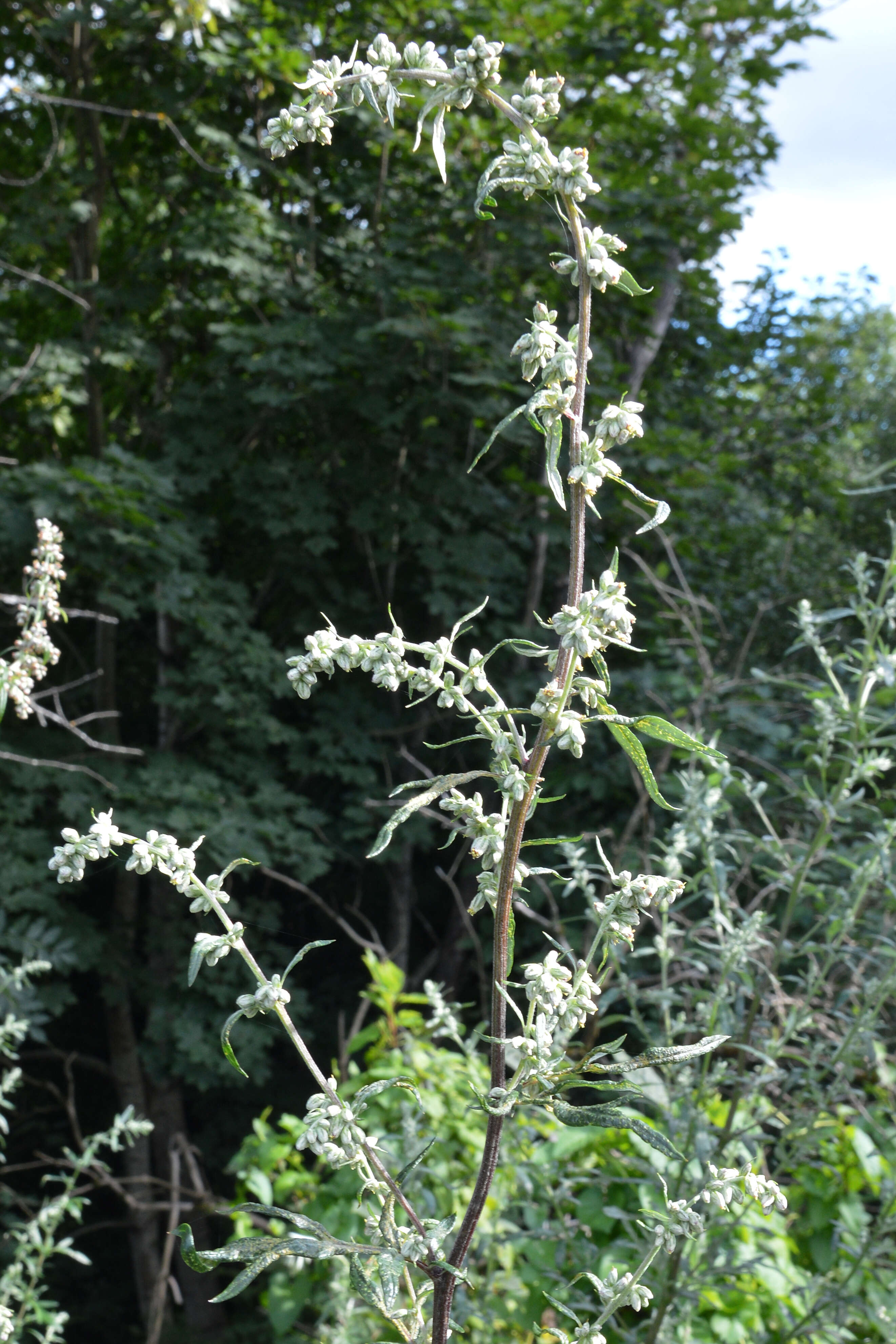 Image of common wormwood