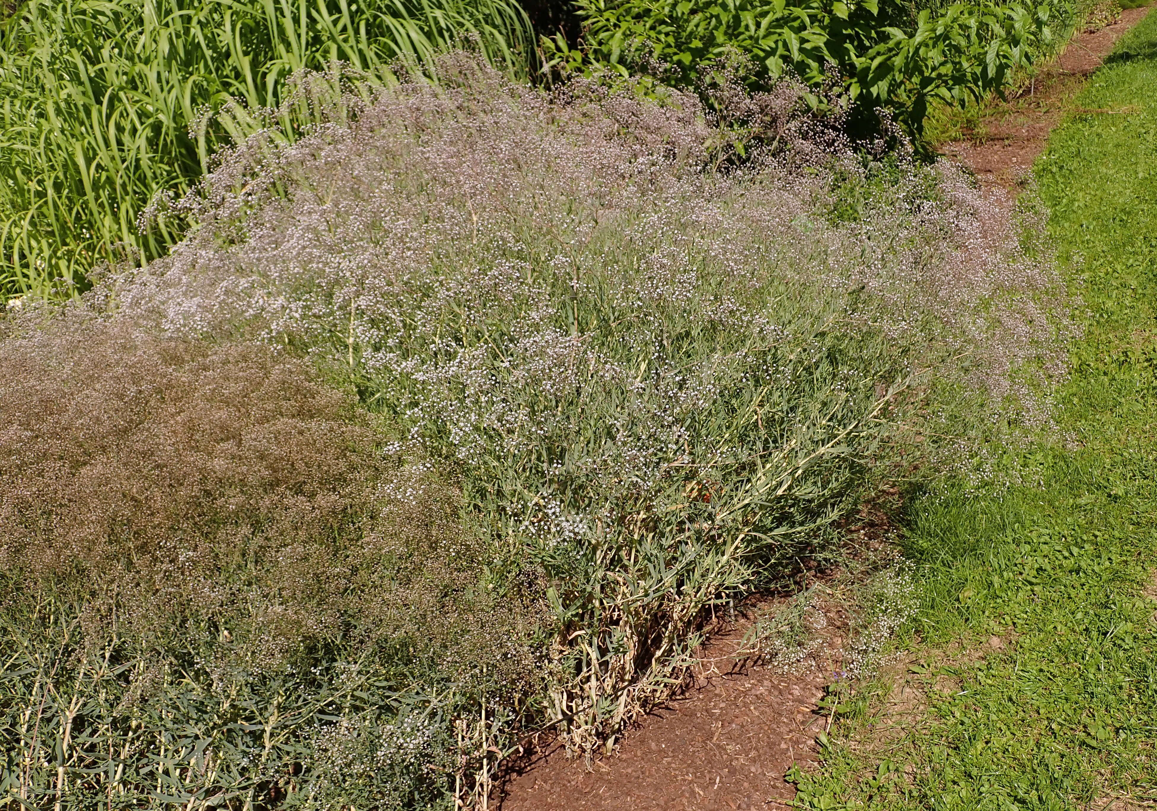 Image de Gypsophila paniculata L.