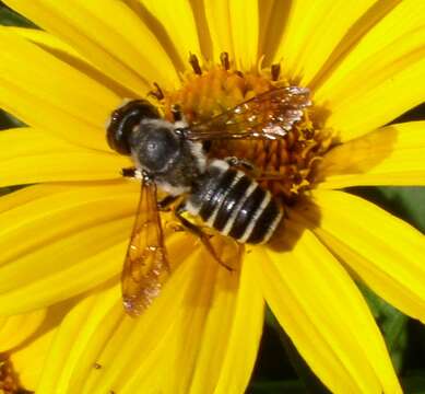 Image of Pugnacious Leaf-cutter Bee