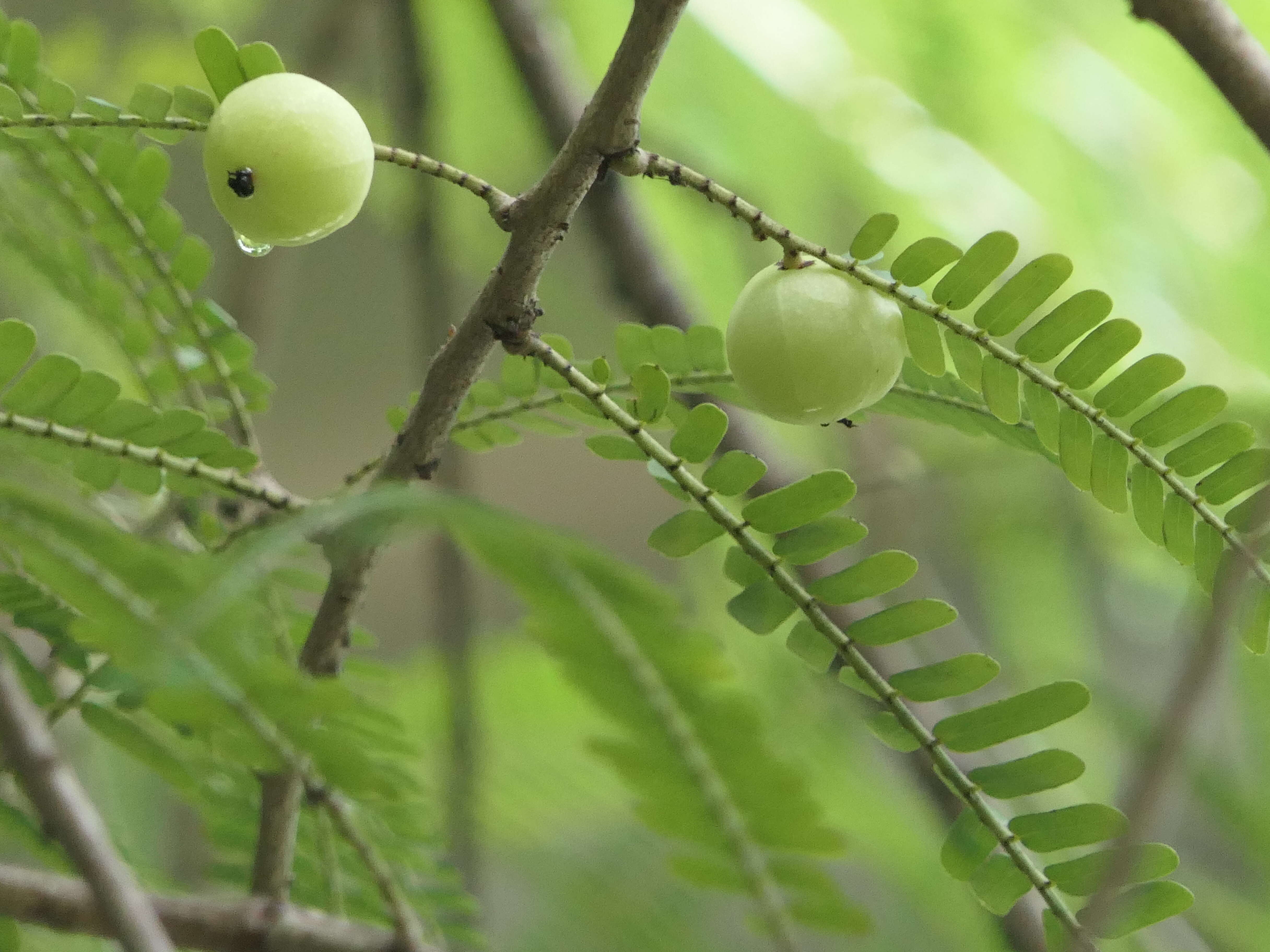 Plancia ëd Phyllanthus emblica L.