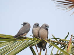 Image of Ashy Wood Swallow