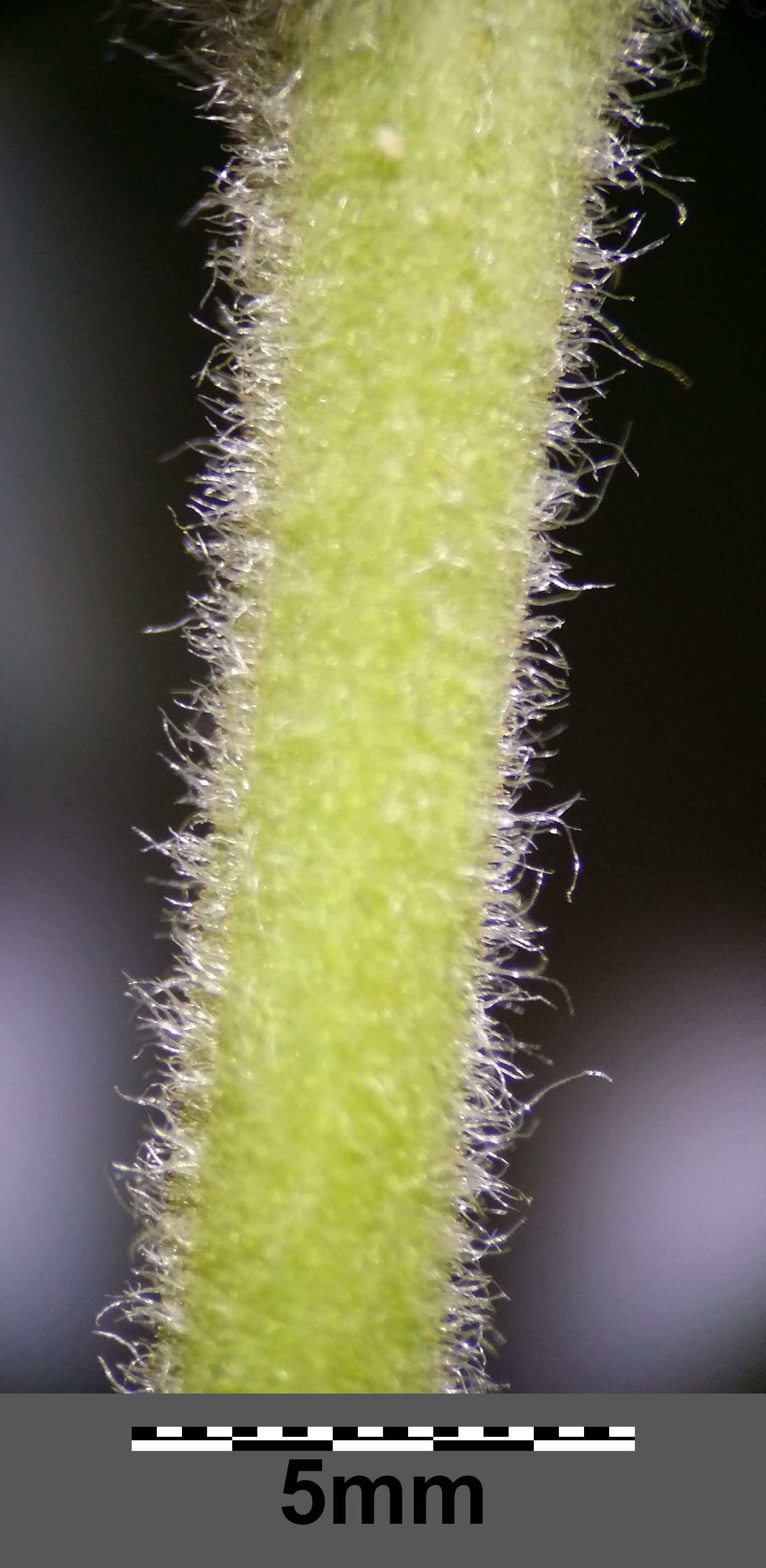 Image of Yellow Loosestrife