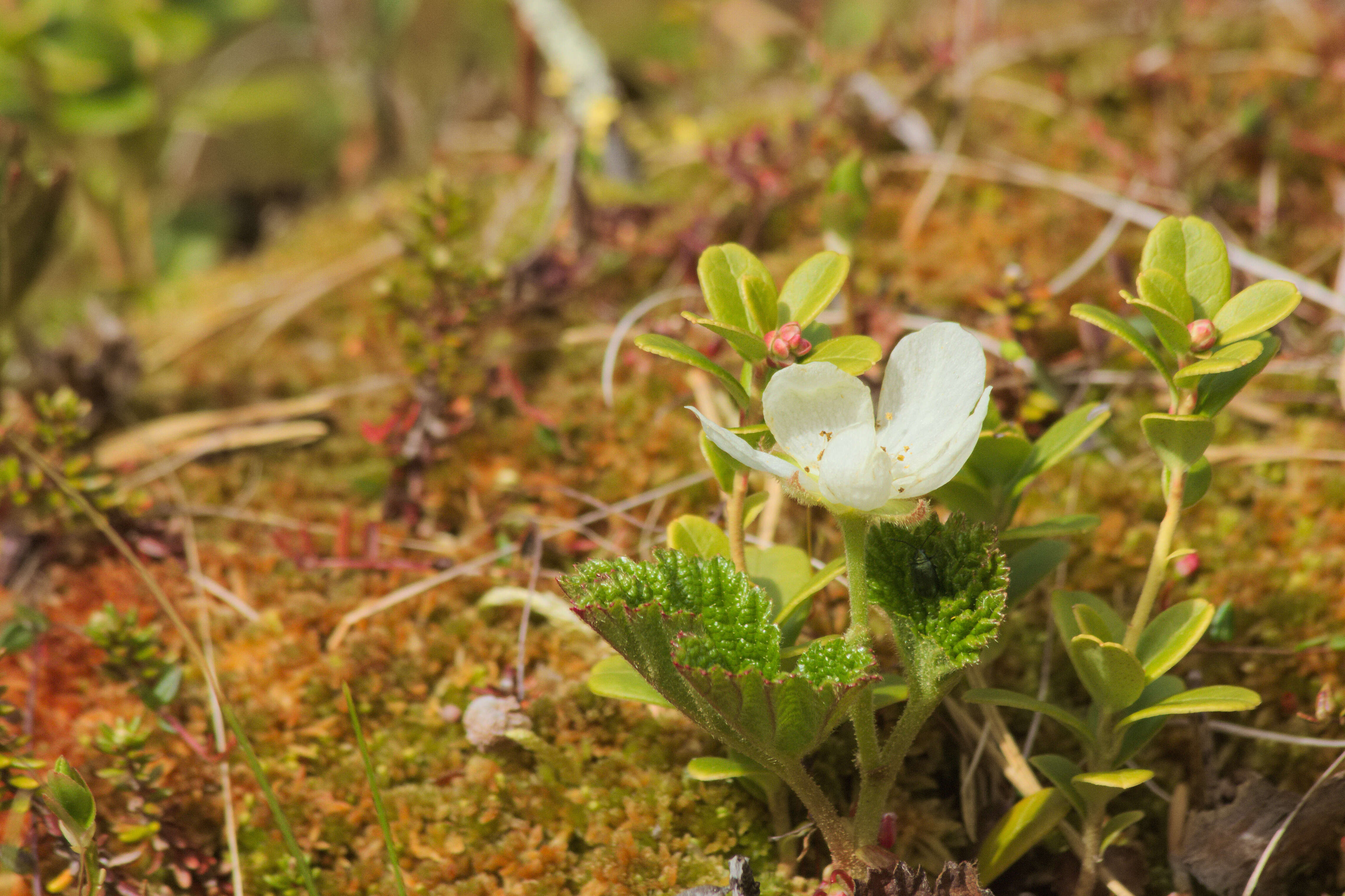 Image of cloudberry