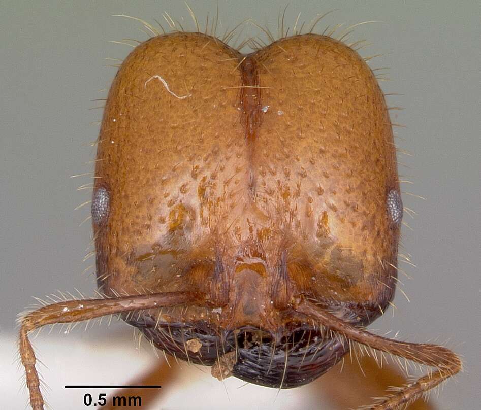 Solenopsis geminata (Fabricius 1804) resmi