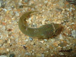 Image of Small-headed clingfish