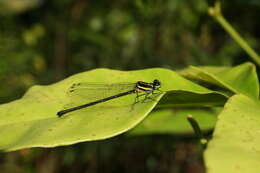 Image de Onychargia Selys 1865