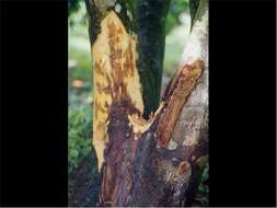 Image of Buckeye rot of tomato