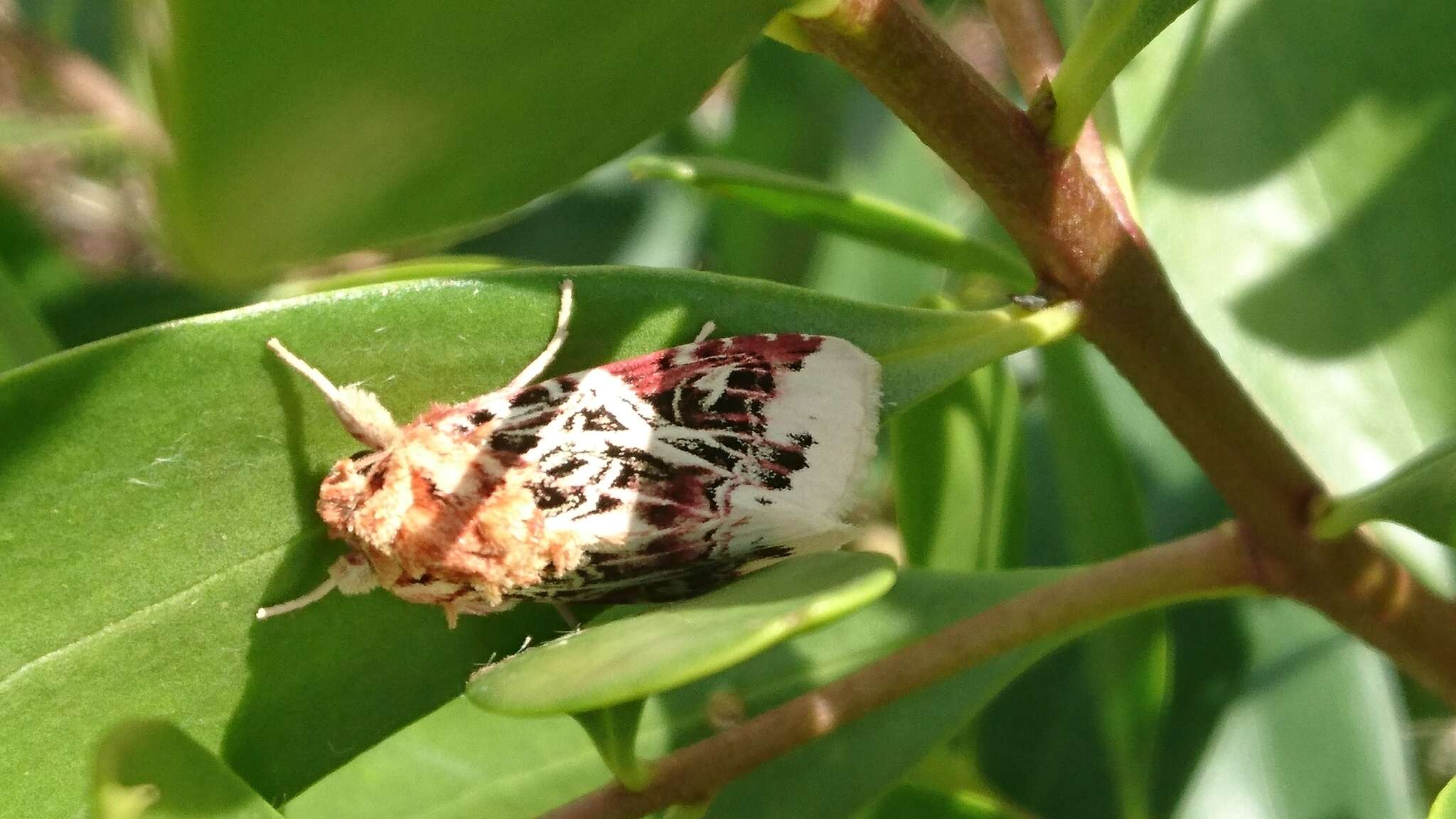 Image of Spodoptera picta Guérin-Meneville 1830