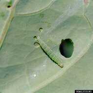 Image of white cabbage