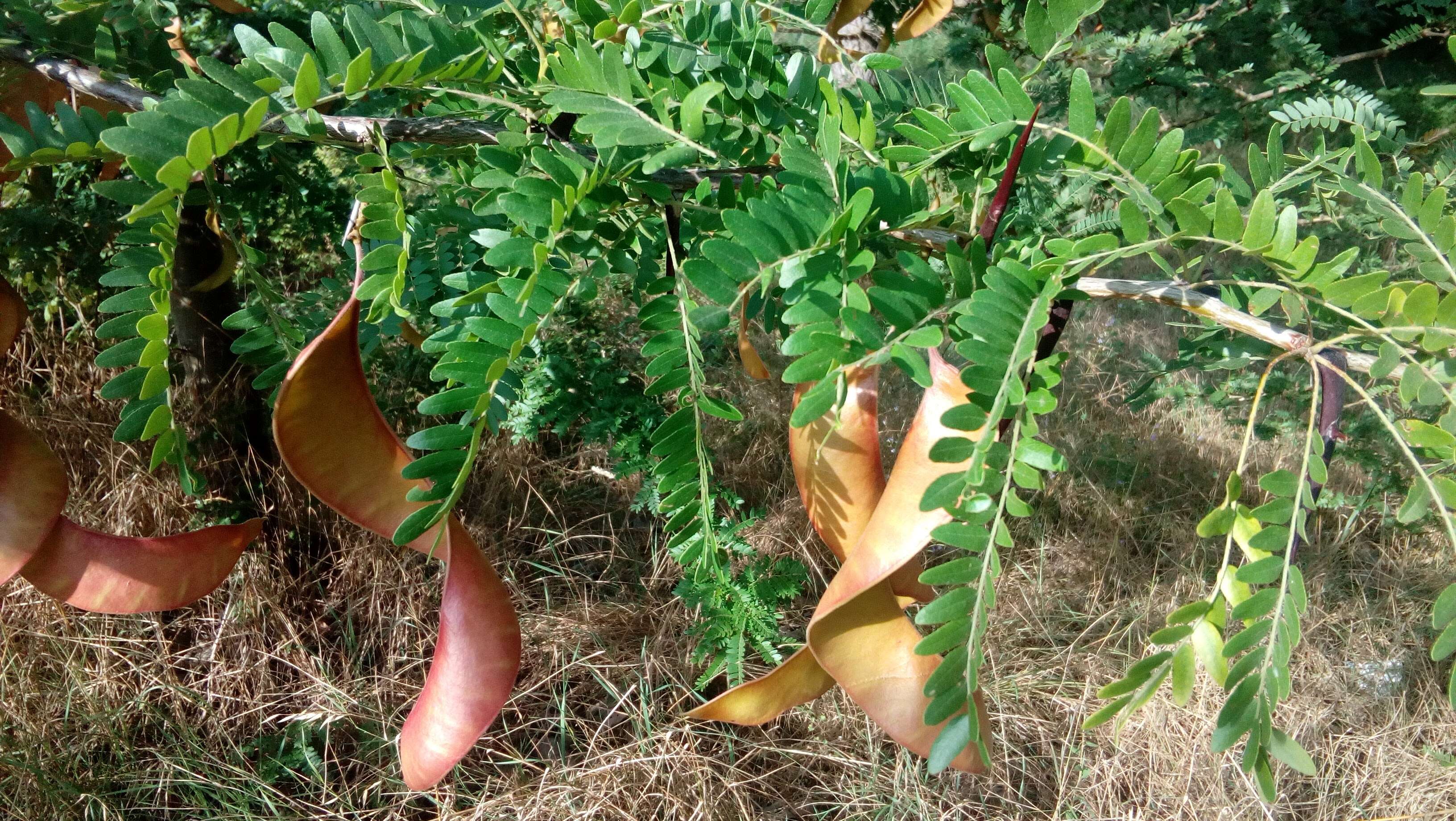 Plancia ëd Gleditsia triacanthos L.