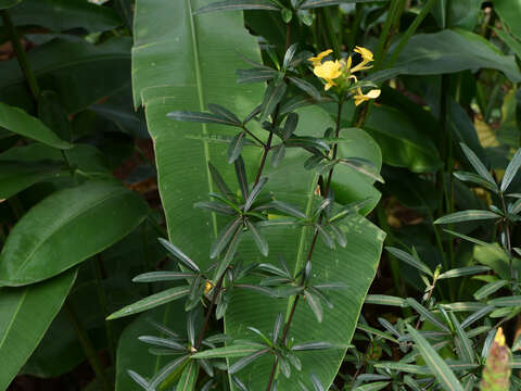 Imagem de Barleria lupulina Lindl.