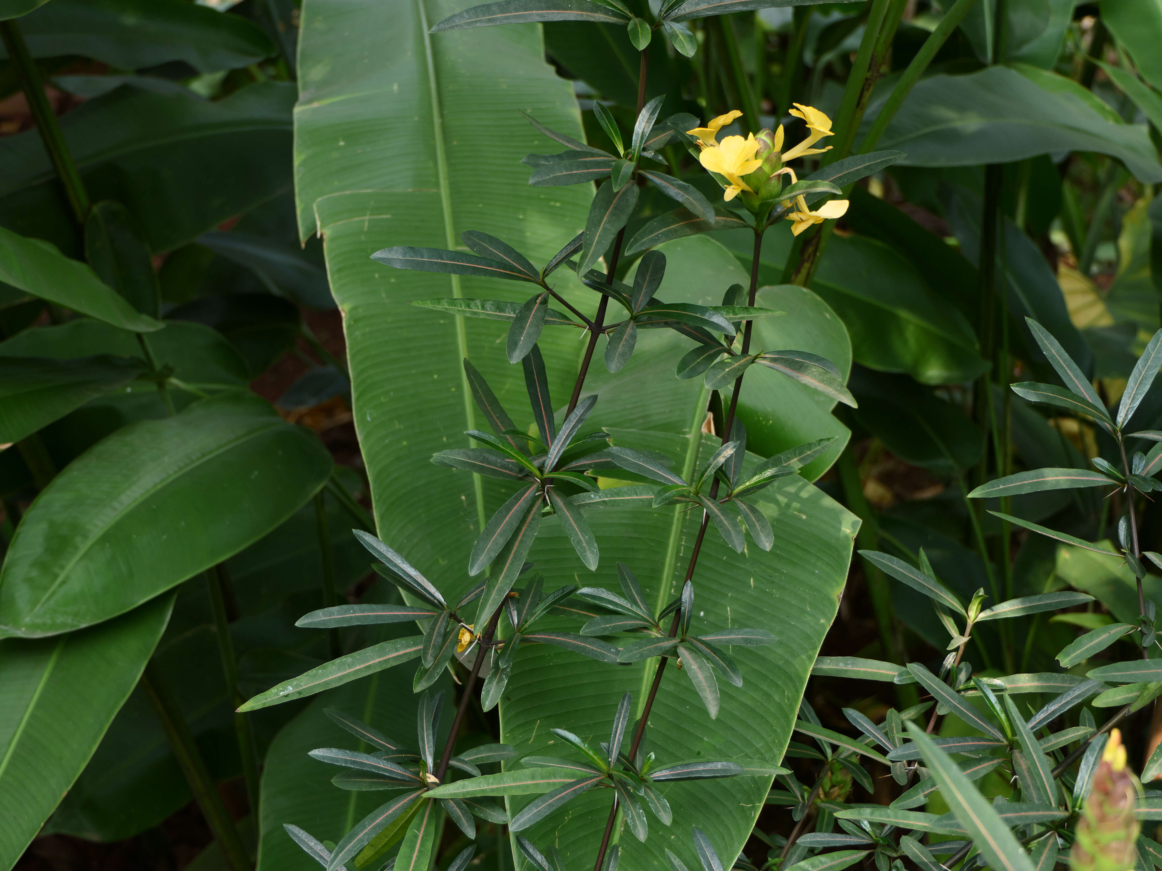 Image of hophead Philippine violet