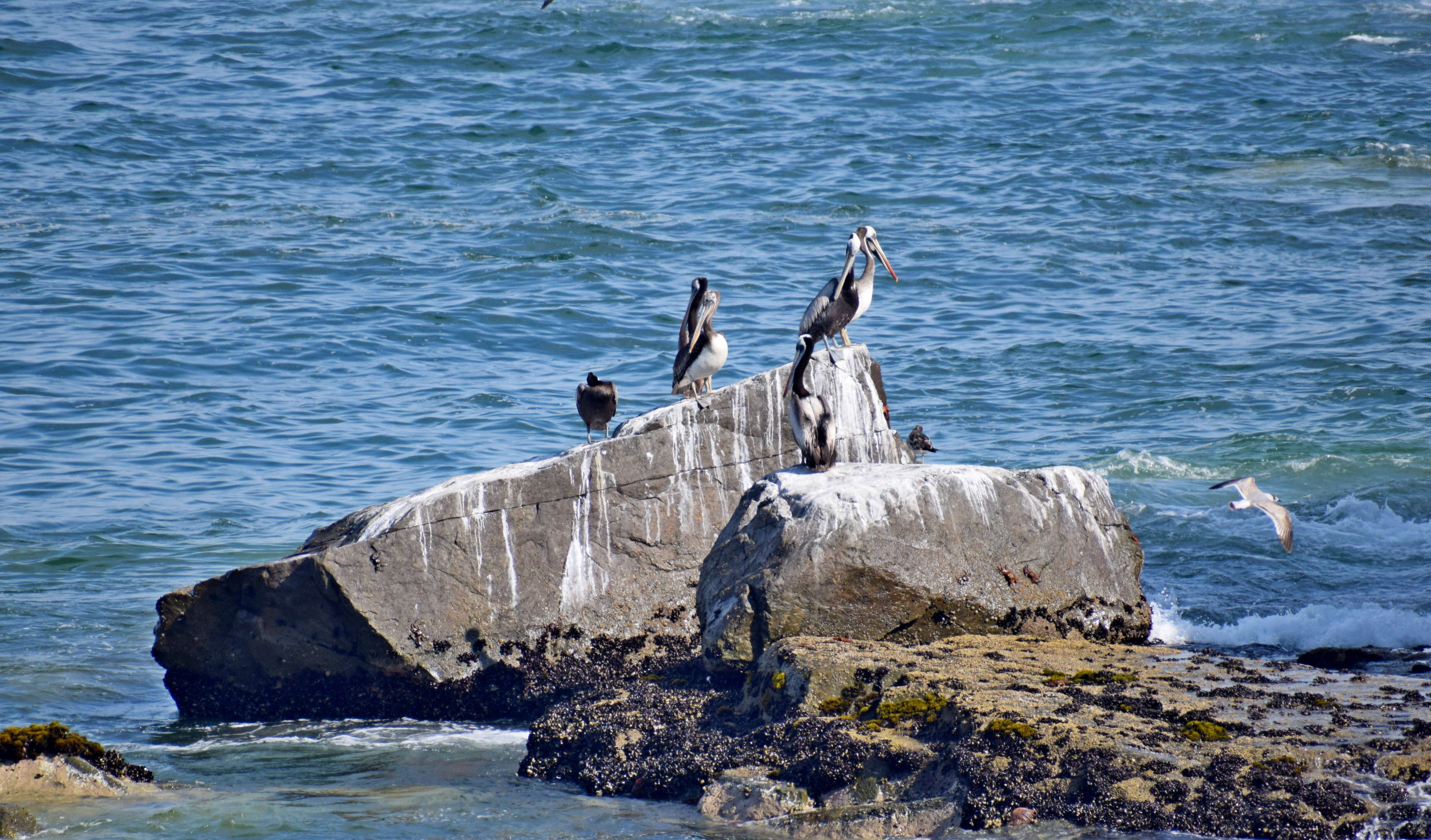 Image of Peruvian Pelican