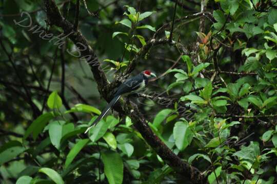 Image of Red-faced Malkoha