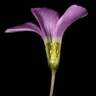 Imagem de Oxalis bifida Thunb.